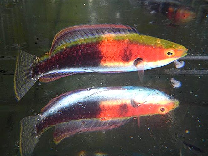 Katherines Fairy Wrasse; Male - Cirrhilabrus katherinae