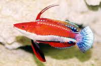 Red Fin Fairy Wrasse - Cirrhilabrus rubriventralis