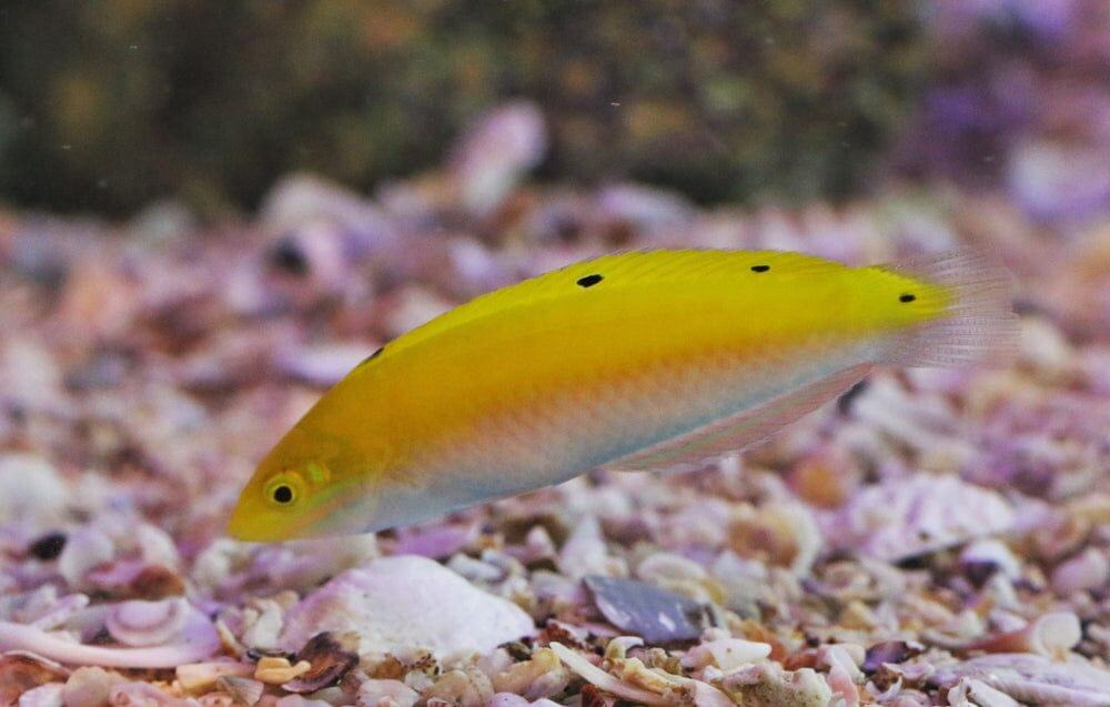 Yellow & White Coris Wrasse; I.O. - Halichoeres trispilus