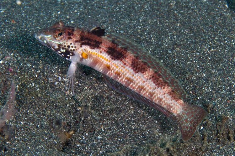 Misc. Fish: Lizard Fish