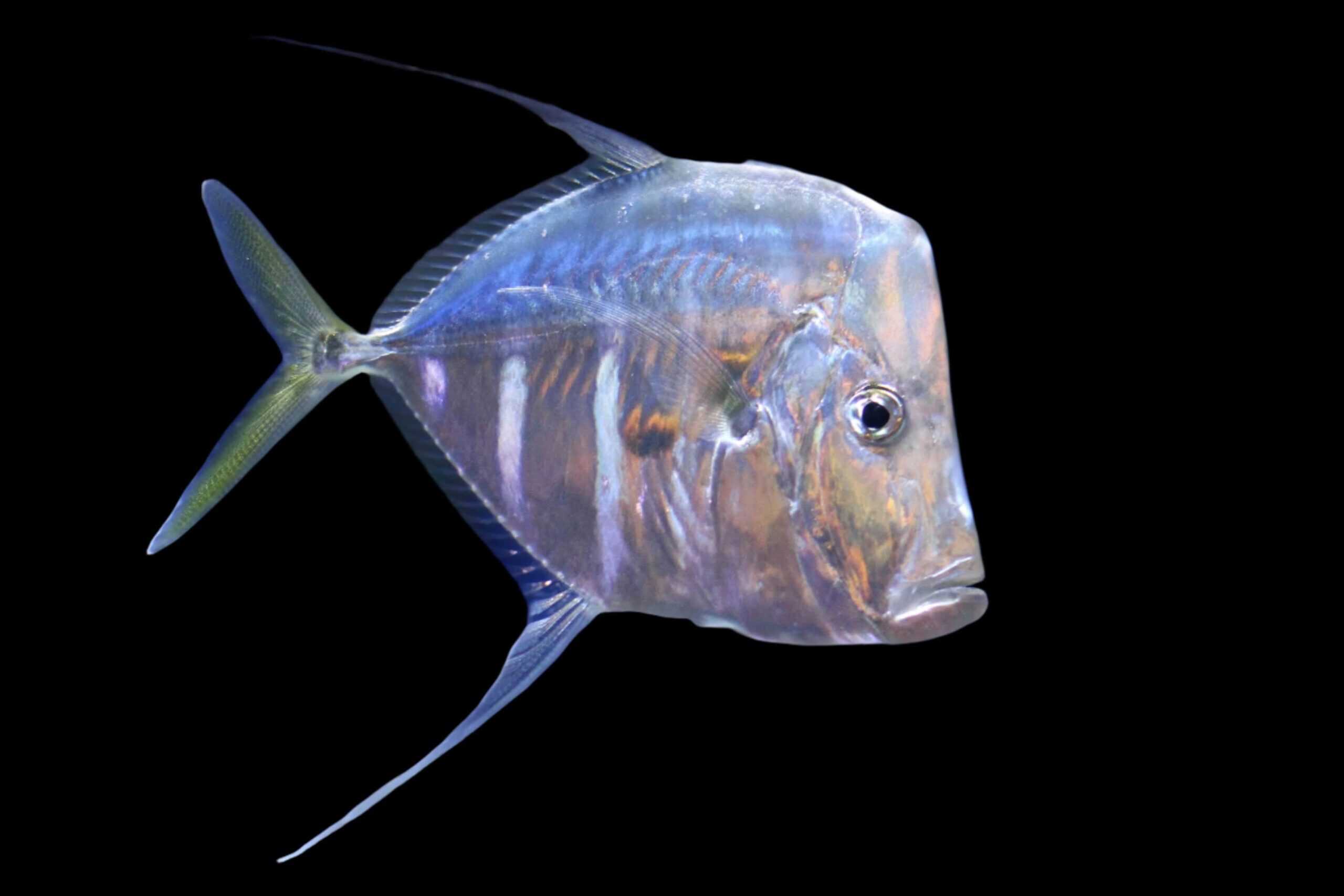 Misc. Fish: Look Down Fish; Ca