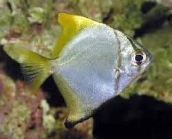 Misc. Fish: Mono Fish; I.O.