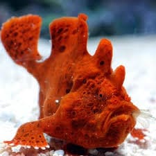 Super Orange Angler Fish resting across sandy ocean substrate