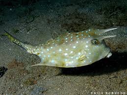 Boxfish: Long Horned Cowfish; Atl
