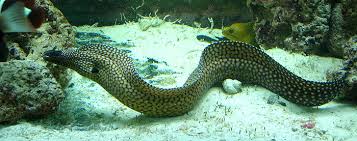Eel: Dragon; Haw.
