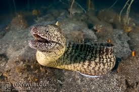 Eel: Kidako; Japan
