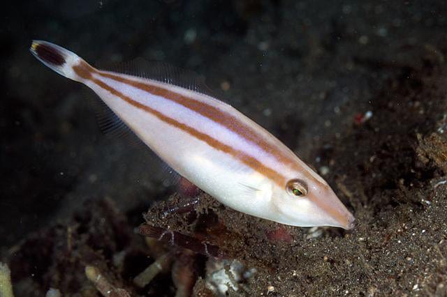 File: Rhino Leatherjacket