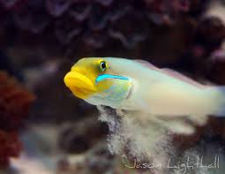 Golden Head Goby; Africa - Valencienna strigata