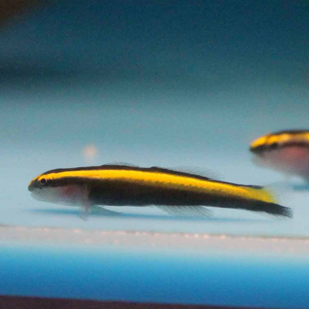 Goby: Yellowstripe Neon; Brz.
