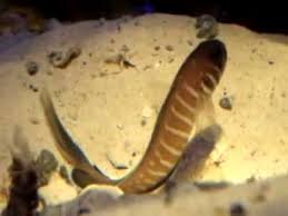 Jawfish: Swordtail; Atl.