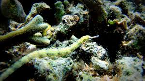 Pipefish: Dragon; Haw.