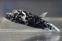 Puffer: Dogface; Dalmation; Sol