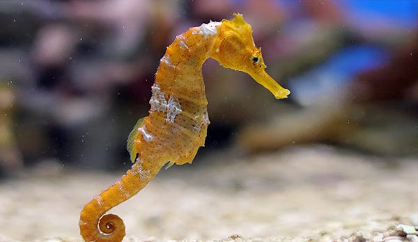 Seahorse: Reidi; Atl.