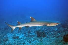White Tip Reef Shark resting showing white tipped fins and natural behavior