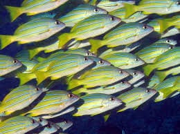 Snapper: Bluestripe; Hawaii
