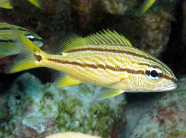 Snapper: French Grunt