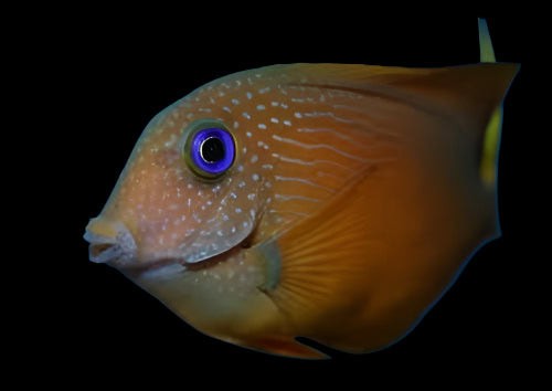 Blue Eye Tang; Fiji - Ctenochaetus binotatus
