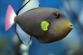 Trigger: Pinktail; Fiji