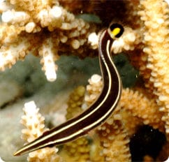 Misc. Fish: Clingfish