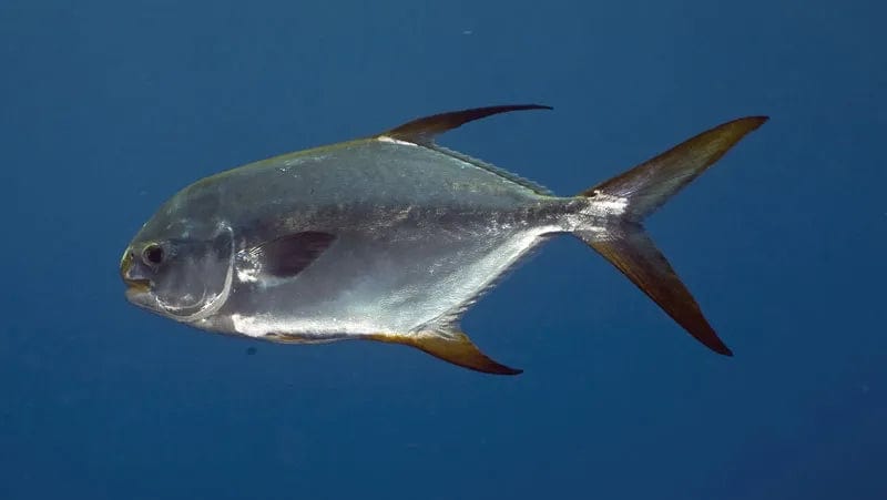Misc. Fish: Pompano C.B.
