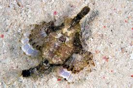 Misc. Fish: Sea Moth