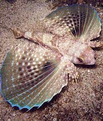 Misc. Fish: Sea Robin; Brazil