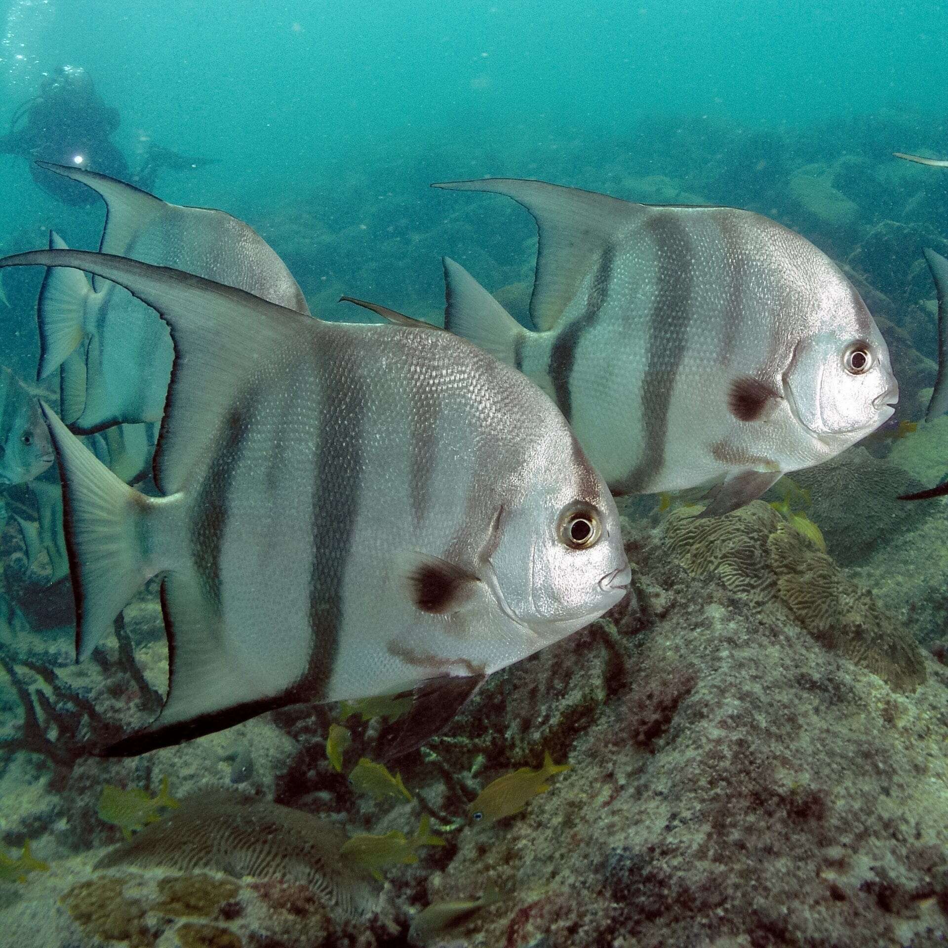 Misc. Fish: Spade Fish; Atl.