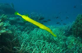 Misc. Fish: Trumpet Fish; Gray