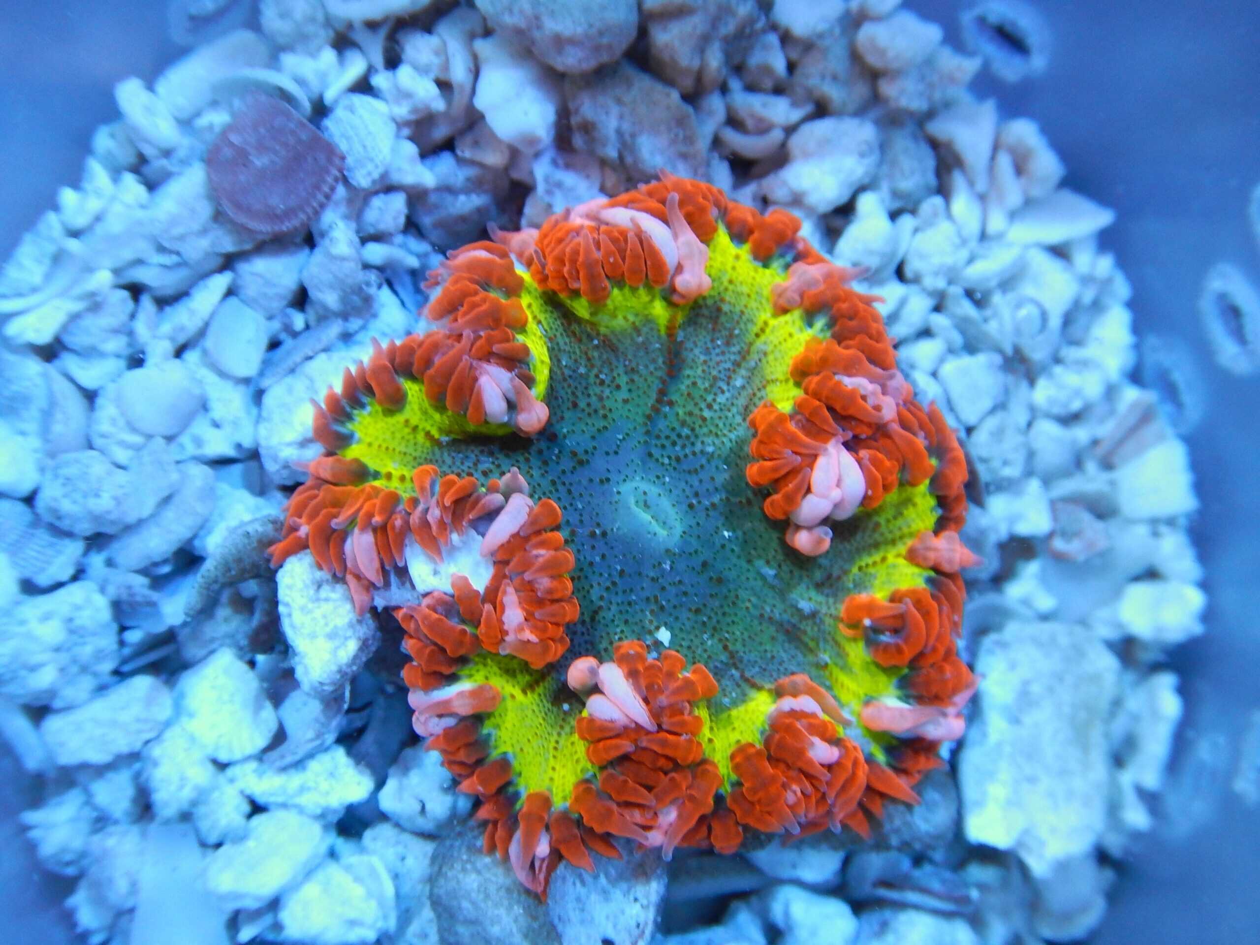 Flower Anemone; Ultra; Atl. - Epicystis crucifer