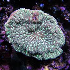 Merulina Triangularis Merulina Coral - Merulina sp.