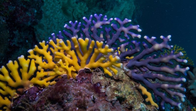 Misc. Coral: Distichopora; Colored; Aust