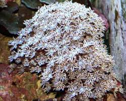 Misc. Coral: Organ Pipe; Fiji
