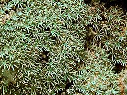 Misc. Coral: Organ Pipe; Green; Fiji