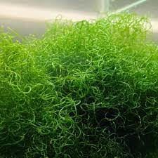 Plant: Chaetomorpha; Single Srv