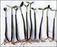Plant: Mangrove Red w/ lvs/rts; T.R.