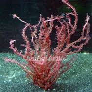 Plant: Red Grape; Loose