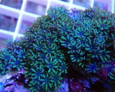 Xenia: Sympodium; Blue & Green
