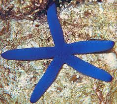 Starfish: Blue (Linkia); Fiji