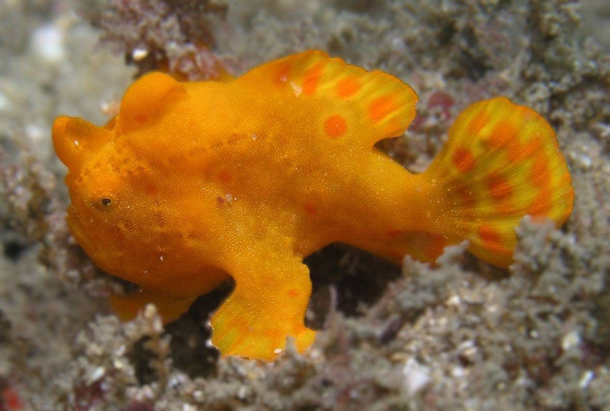 The Colored Anglerfish showing yellow and bright orange coliration. 