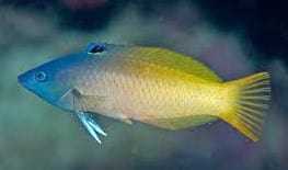 Wrasse: Purplehead; Fiji