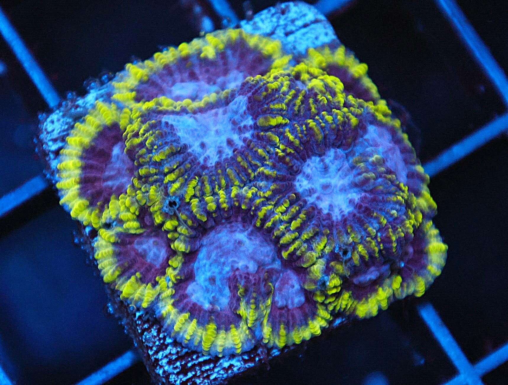 SDC Mystic Grape Favia; Cultured - Favia sp