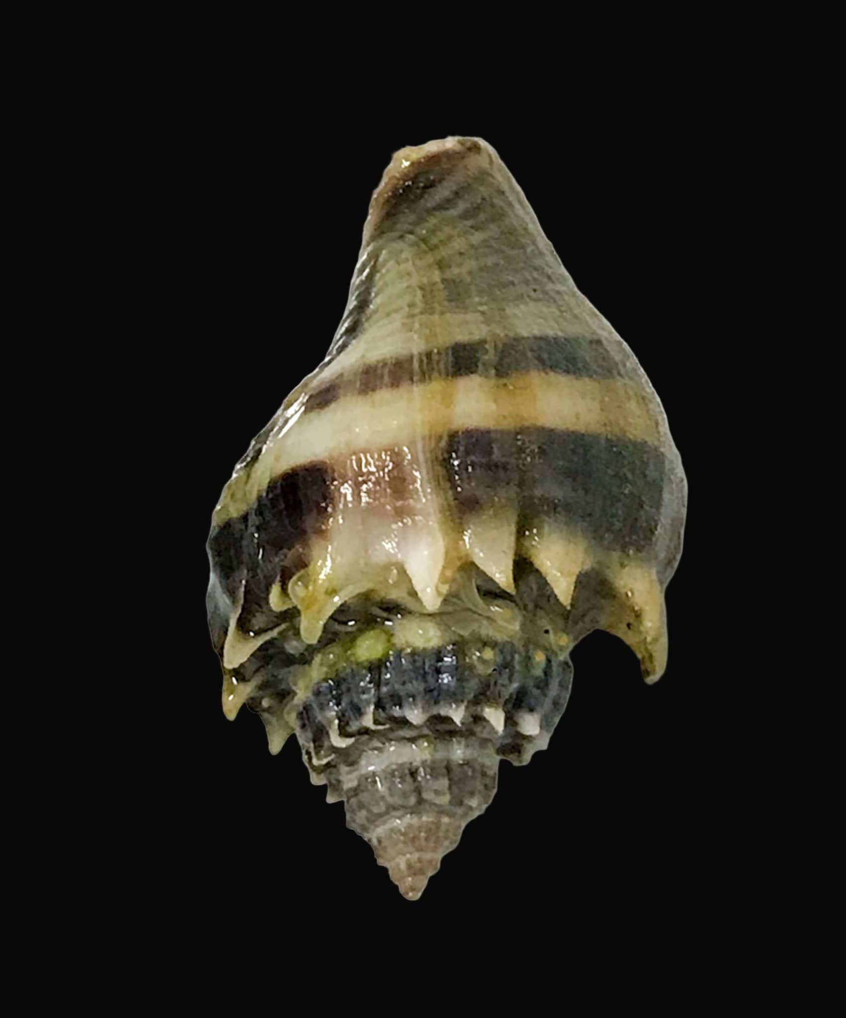 Crown Sand Conch; Atl. - Strombus sp.
