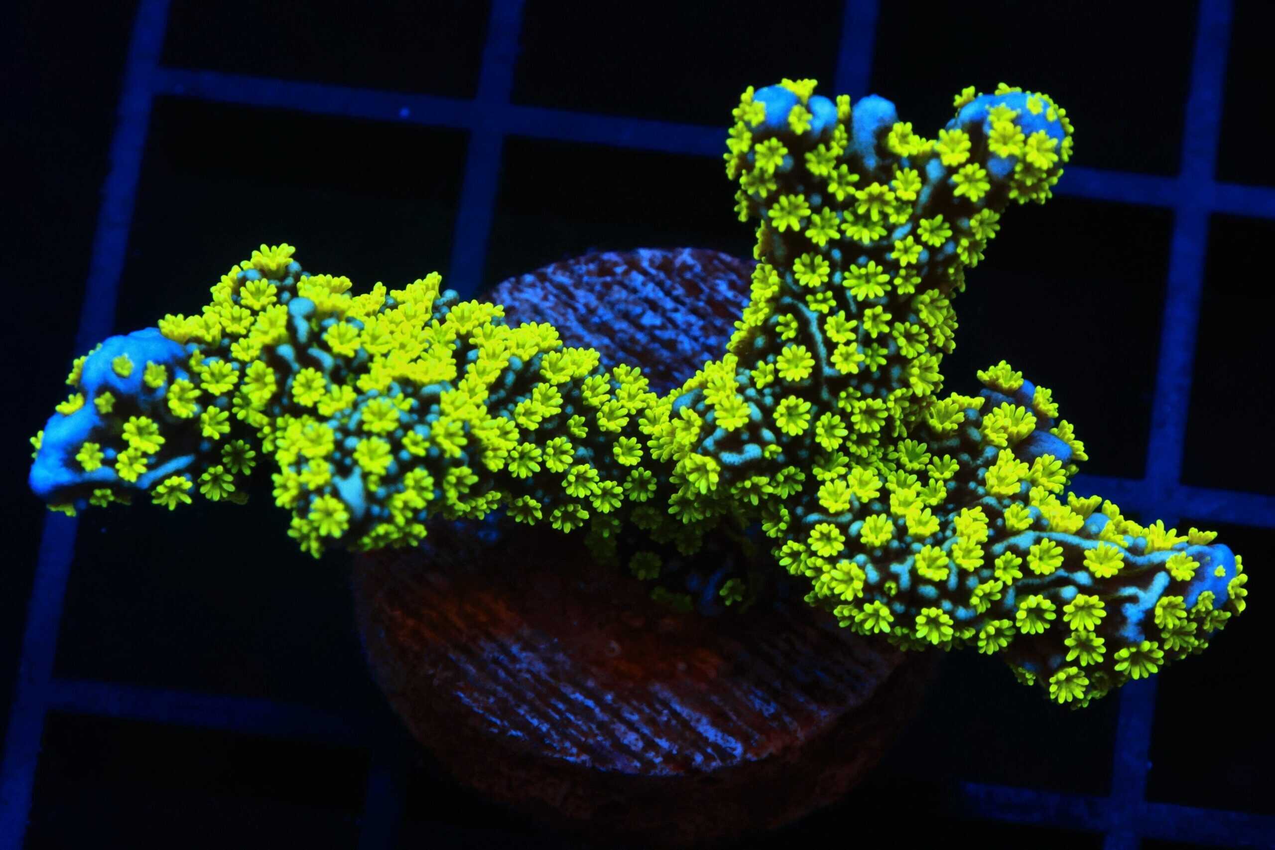 SDC Tubbs Stellata Montipora; Cultured - Montipora sp.