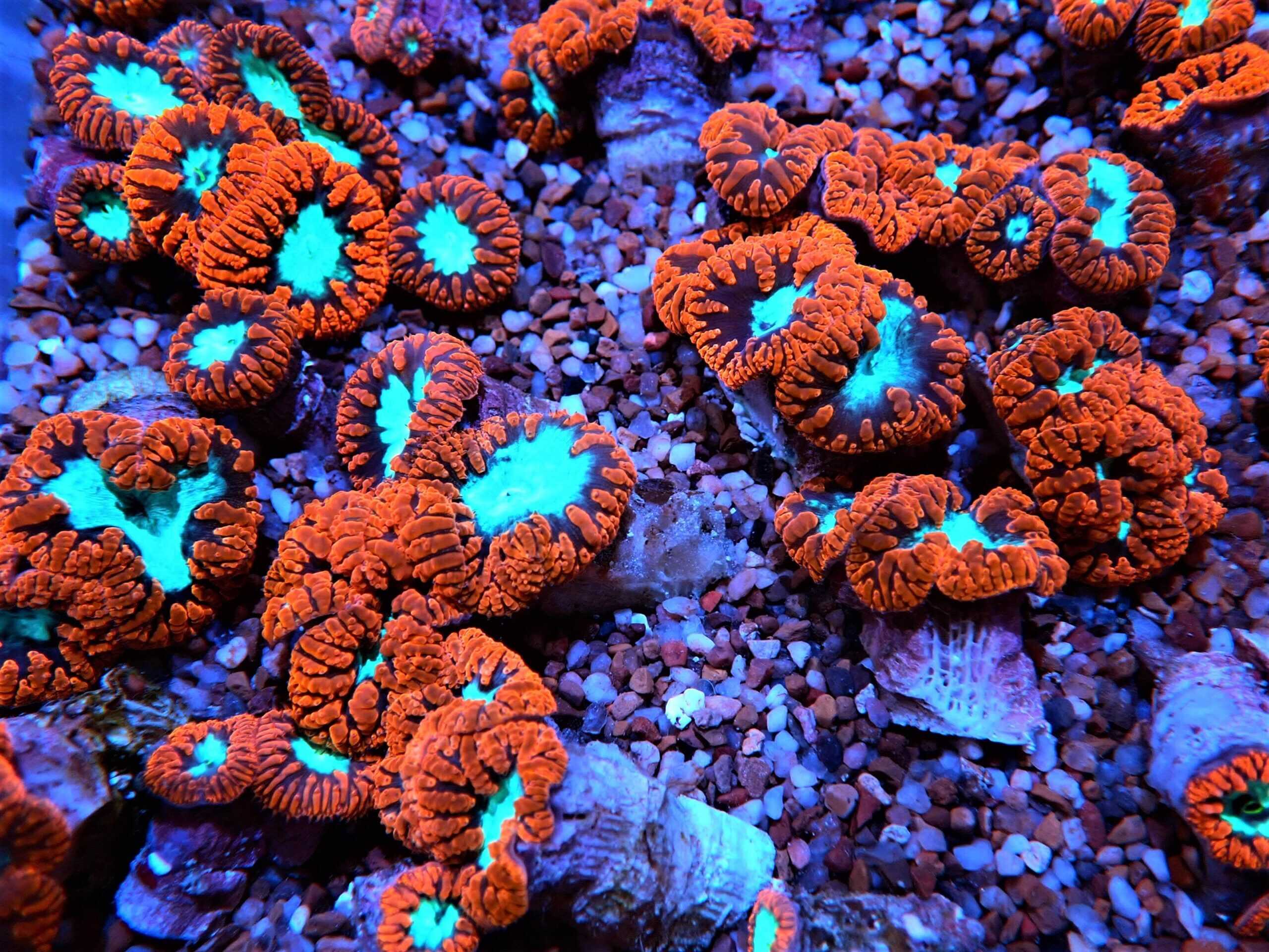 Blasto.Wellsi; Ultra; Aus.-Blasto. wellsi PRICE PER POLYP- MIN 2 POLYPS PER PLUG- MIN ORDER 2 POLYPS