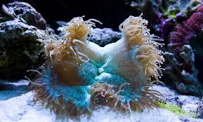 Elegance Coral; Green - Catalaphyllia jardinei