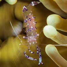 Anemone Shrimp - Periclimenes sp.