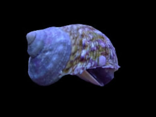 Tropical Turbo Snail - Turbo sp.