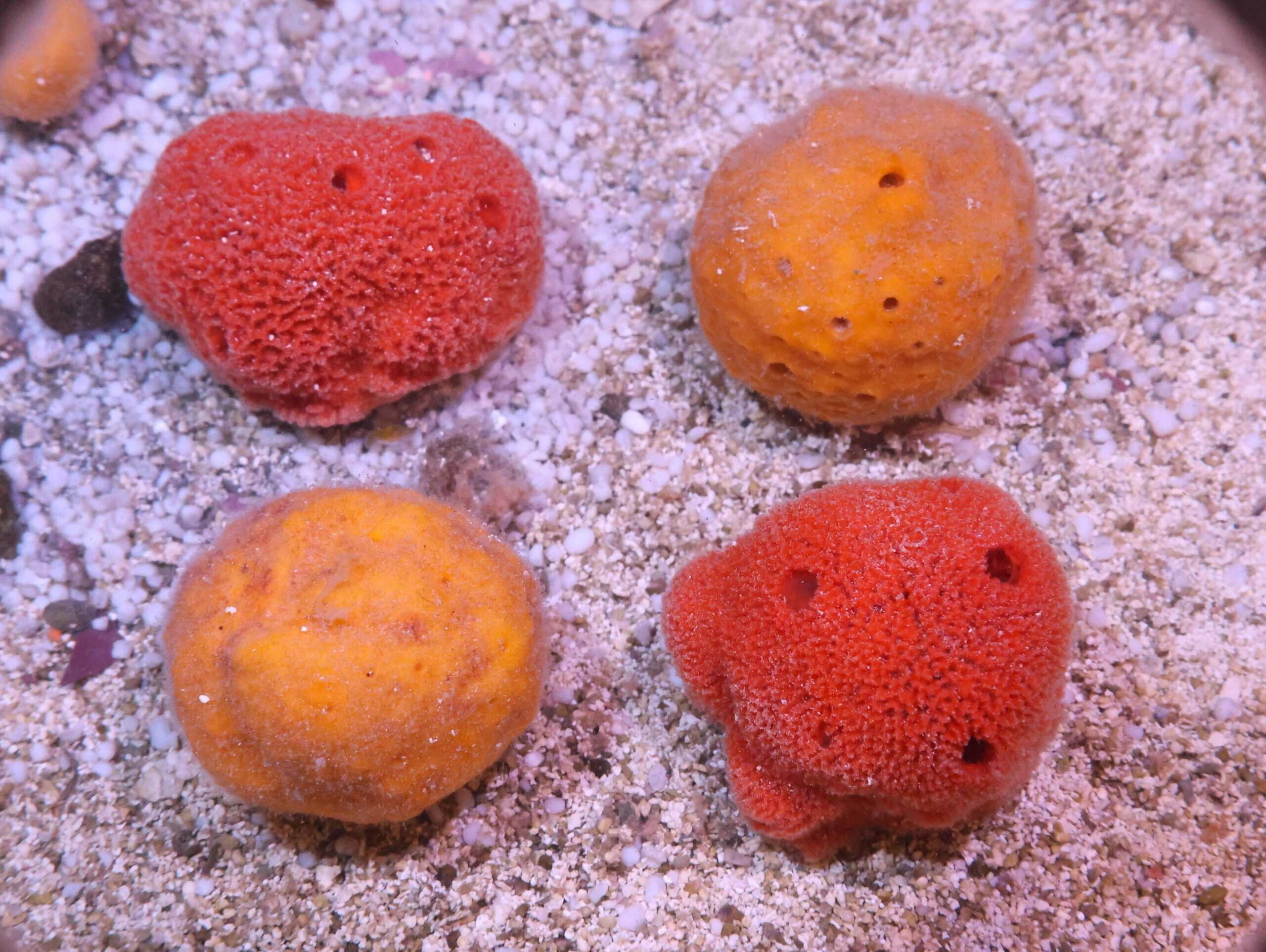 Sponge: Ball; Atl.