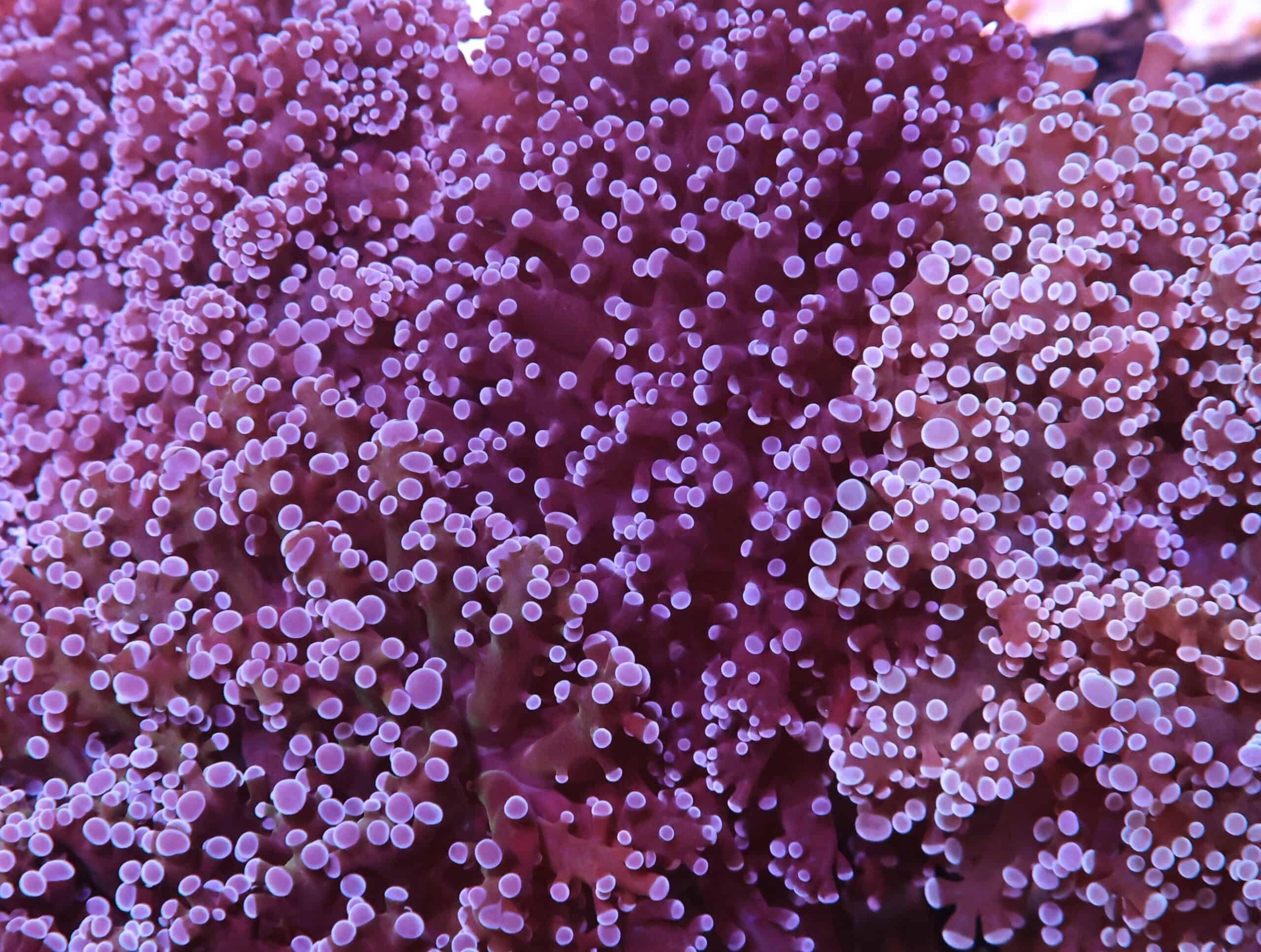 Frogspawn Coral; Wall; Color; Australia - Euphyllia divisa
