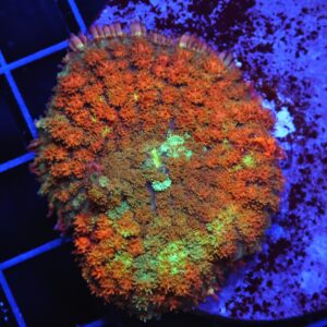 B03 -RAINBOW FRANKENSTEIN CARPET RHODACTIS MUSHROOM